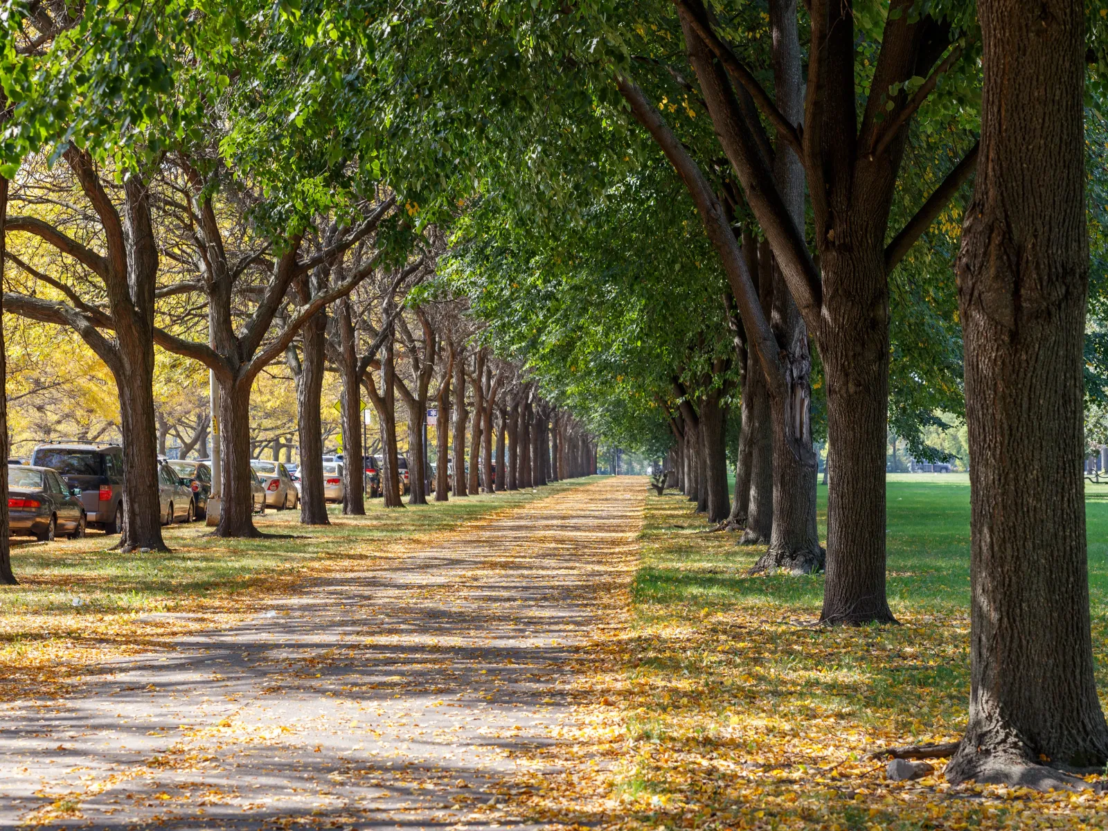a walking path lined with trees